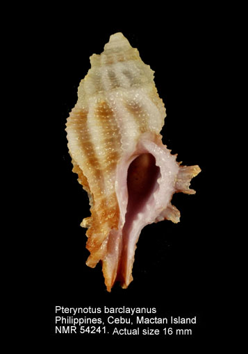 Pterynotus barclayanus.jpg - Pterynotus barclayanus(H.Adams,1873)